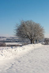 Stone wall with trees
