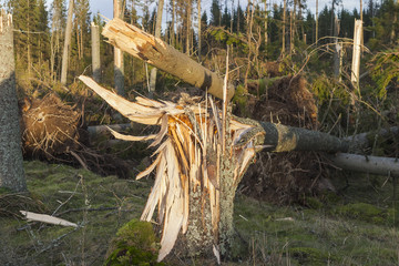 Storm fallen tree