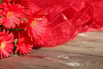 gerbera auf holz