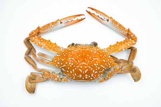 steam crab on white background.