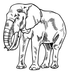 elephant drawing