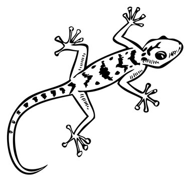 gecko lizard pattern