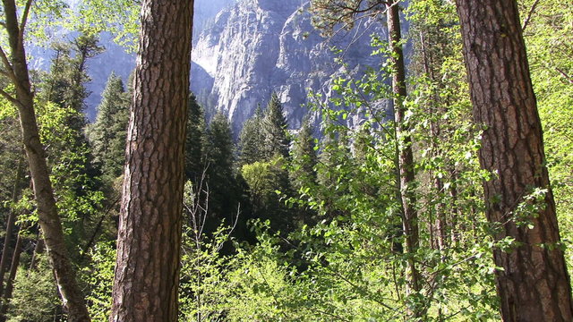 Forest 0108: A forest in the floor of Yosemite Valley (Loop).