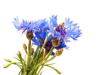 Cornflowers