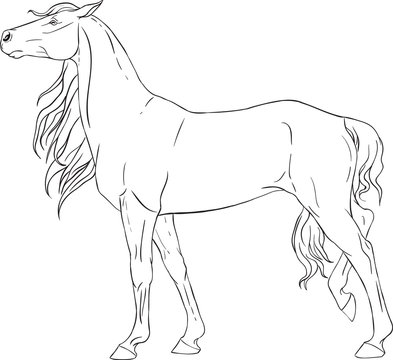 Coloring book with a horse