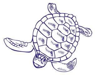 drawing sea turtle