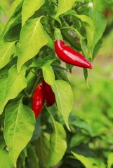 Fresh pepper plant closeup
