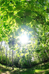 spring green czech forest