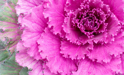 Obraz premium Pink Ornamental Cabbage Plant