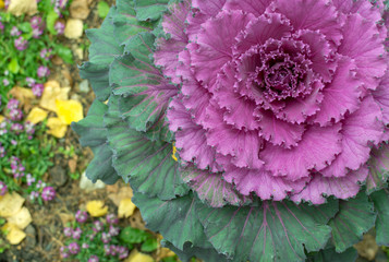 Pink Ornamental Cabbage Plant