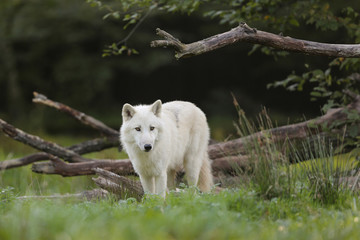 Fototapeta premium przestraszony biały polarny wilk polarny