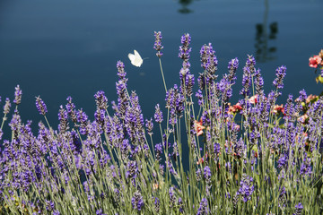 Naklejka premium White butterfly flying on plants of lavender close to the lake
