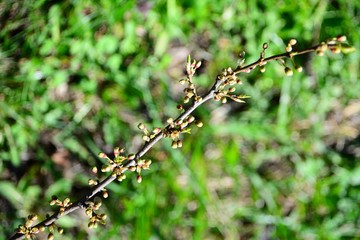Green buds on a bush background