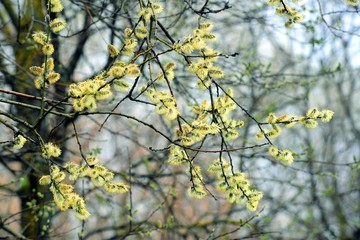 Branche of pussy willow in early spring