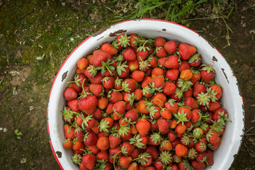 Organic Natural Red Strawberries, Strawberry in Rustic Enamel Pa