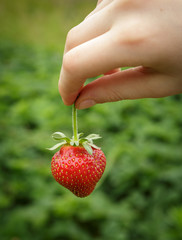 Wild Natural Red Strawberries, Strawberry in Child's Hand Finger