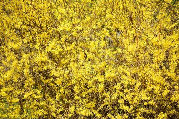 Closeup of forsythias flowers in full bloom