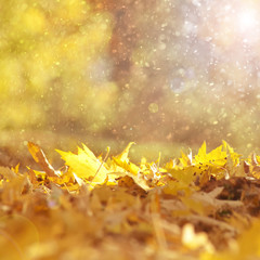 Beautiful sunny and rainy yellow color autumn season leaves with sunlight flare background. Magical autumn season color leaves copy space background. Selective focus used.