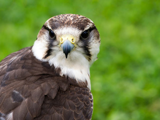 Lanner falcon, bird of prey. Falco biarmicus.