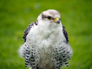 Young Gyr x Lanner Falcon closeup. Outdoors.