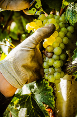 Harvest of bunch of chardonnay grapes