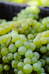 Harvest of bunch of chardonnay grapes