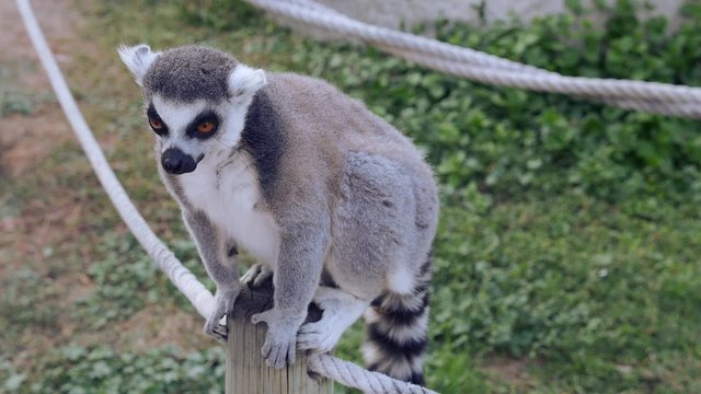 lemur