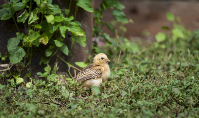 Baby chicken in the green garden
