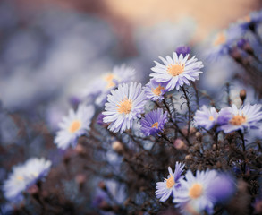 fresh blue fall season flowers