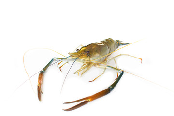 Giant Freshwater Prawn (Macrobra chium rosenbergii de Man) on wh