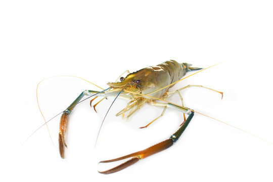 Giant Freshwater Prawn (Macrobra chium rosenbergii de Man) on wh