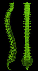 Spine wireframe, illustration 3D