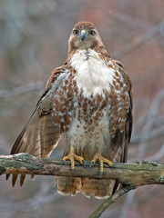 Red-tailed Hawk in a tree