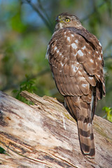 Cooper's Hawk on a tree stump.