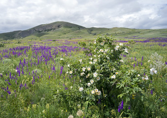 Wildflowers on a background of mountains
