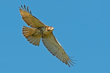 Red-tailed Hawk in Flight