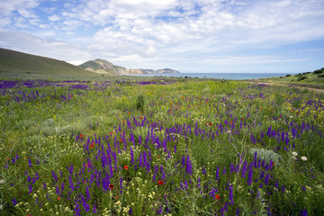 Fototapeta na wymiar Wildflowers on a background of mountains and sea.