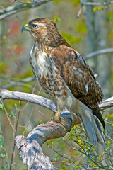 Red-tailed Hawk in a tree