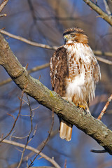 Red-tailed Hawk in a tree