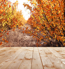 Naklejka na ściany i meble Beautiful autumn forest. Nature background
