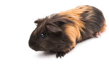 guinea pig