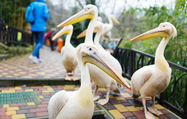 Group of pelicans in zoo