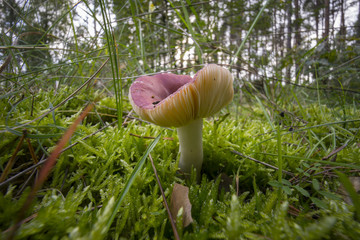 Fototapete bei efototapeten.de bestellen   