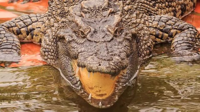 closeup terrible crocodile's head with open jaw in park