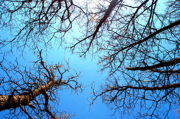 Autumn background from dry empty branches. View to the sky.