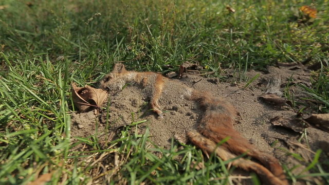 the corpse of a dead squirrel lying on the grass in the forest