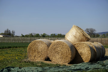 hayballs on a field