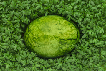 gefärbtes Ei auf Kresse