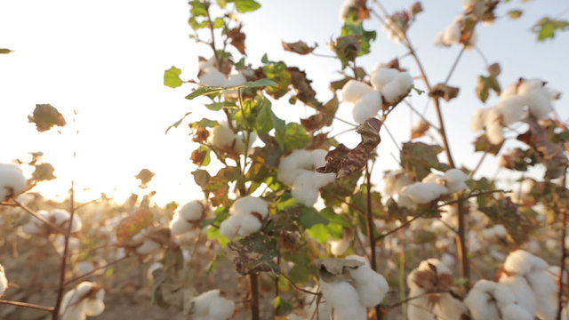 Dolly shot of ripe bushes of cotton at sunset the glare of the