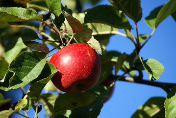 Apfel
